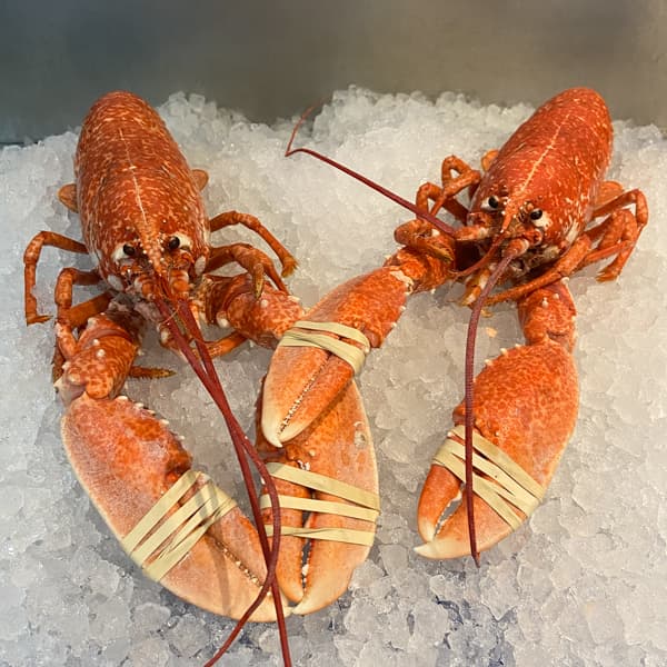 Lobster Cooked