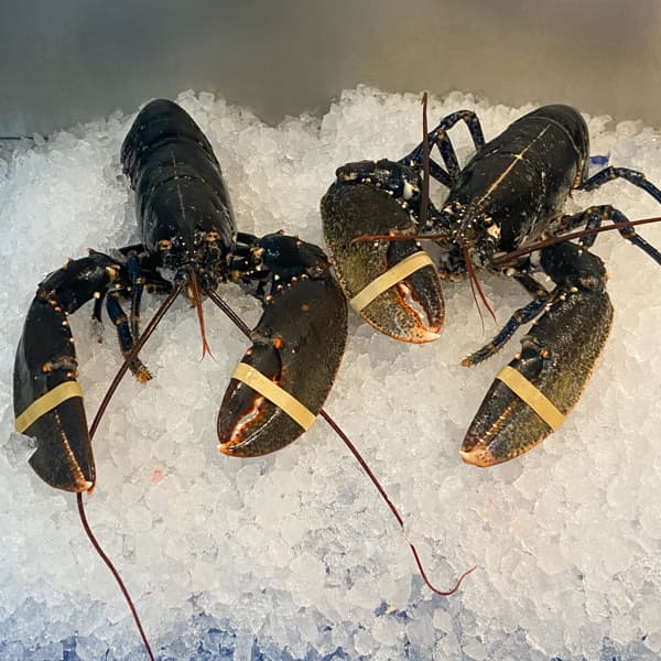 Lobster Live